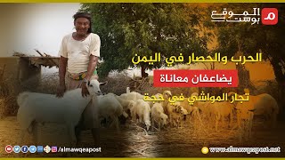 شاهد..الحرب والحصار في اليمن يضاعفان معاناة تجار المواشي في حجة