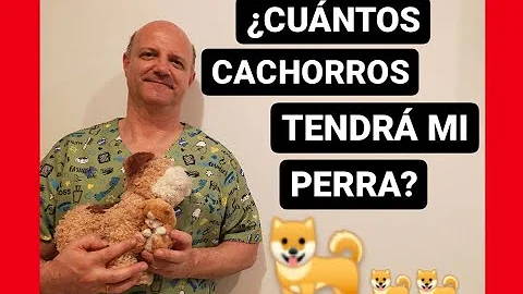 ¿Cuántos perros tenía V?