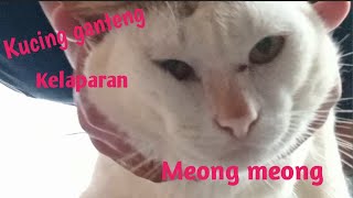 Kucing kampung lucu minta makan by RM Channel 55 views 1 year ago 6 minutes, 7 seconds