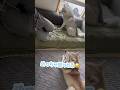 子犬を取り合って喧嘩するハスキー姉妹 #シベリアンハスキー #ハスキー #ハスキー犬