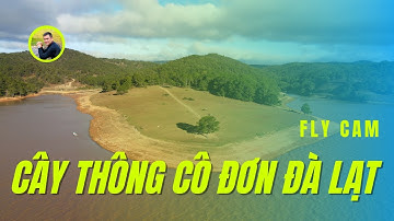 Cây Thông Cô Đơn Hồ Suối Vàng Đà Lạt | Viet Ha Channel