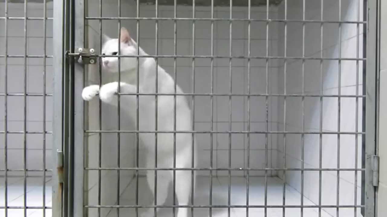 Медвежатник? Кошатник!!! - YouTube