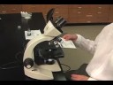 How To Use A Microscope