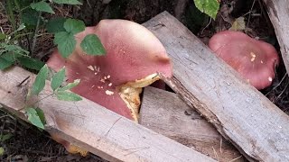 Монстр-гриб Рядовка краснеющая (Tricholomopsis rutilans)