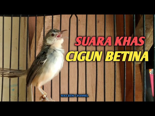 Suara Khas Ciblek Gunung Betina Memanggil Jantan | Cigun Betina Gacor class=