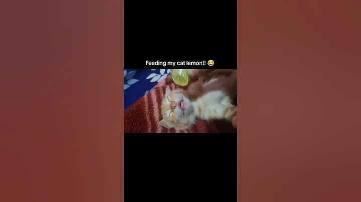 Watch the video about Sorry Kittu 😭🤣🤣 #memes #funny #catvideos #catlovers