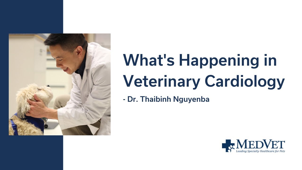 What's Happening in Veterinary Cardiology YouTube