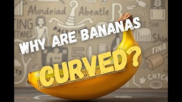 Why Are Bananas Curved?