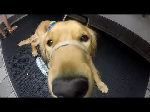 service-dog-goes-to-the-mall!