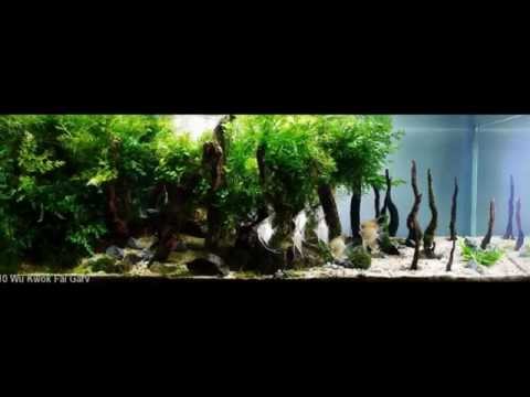САМЫЕ КРАСИВЫЕ АКВАРИУМЫ. АКВАСКЕЙП (часть1). The most beautiful aquariums. Aquascape САМЫЕ КРАСИВЫЕ АКВАРИУМЫ. АКВАСКЕЙП (часть1). The most beautiful aquariums. Aquascape