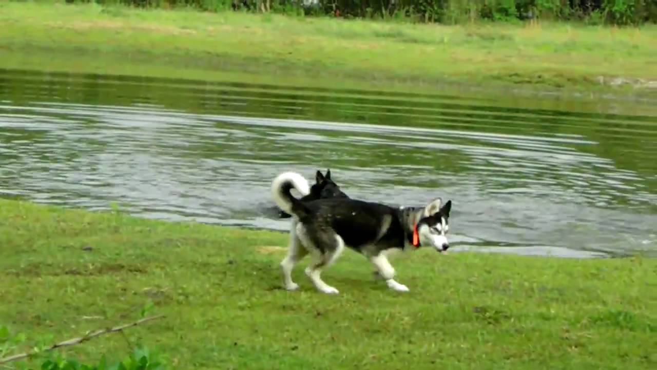 siberian husky off leash