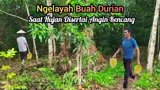 Menunggu Buah Durian Jatuh Saat Hujan Deras