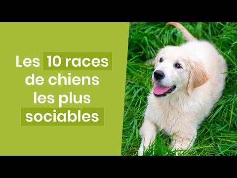 Vidéo: 10 races de chiens plus désireux de plaire