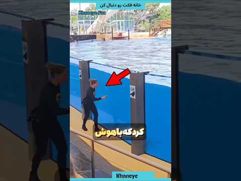 این نهنگ باهوش تر از چیزی بود که همه فکر می کردن