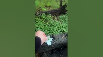 هذا يوم ينفع الصادقين صدقهم .. كلمات تهز القلوب 🤍 🤍سورة المائدة للقارئ إسلام صبحي @islam_sobhi