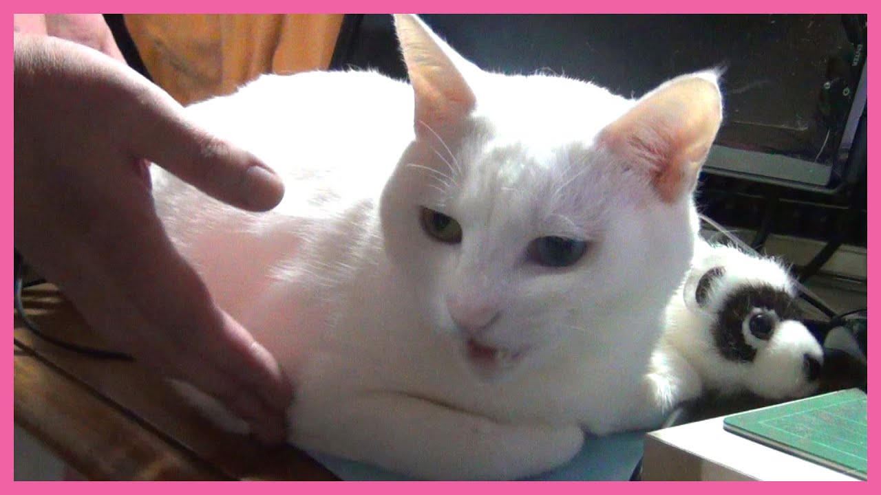 どかないニャ パソコン机に居座って怒る白猫ユキ I Don T Leave Here White Cat Yuki Youtube