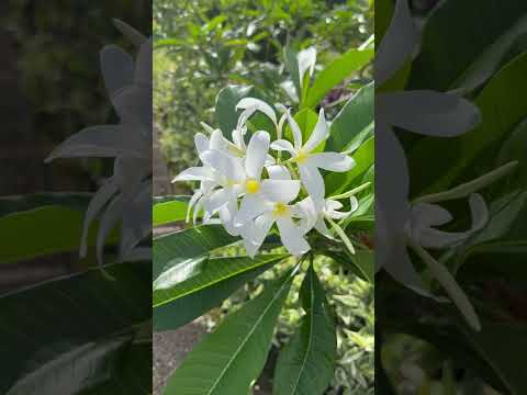 Samoa Picks Gardens At Baha I House Of Worship Samoa
