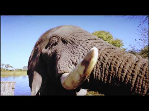 African Safari 3D trailer NL