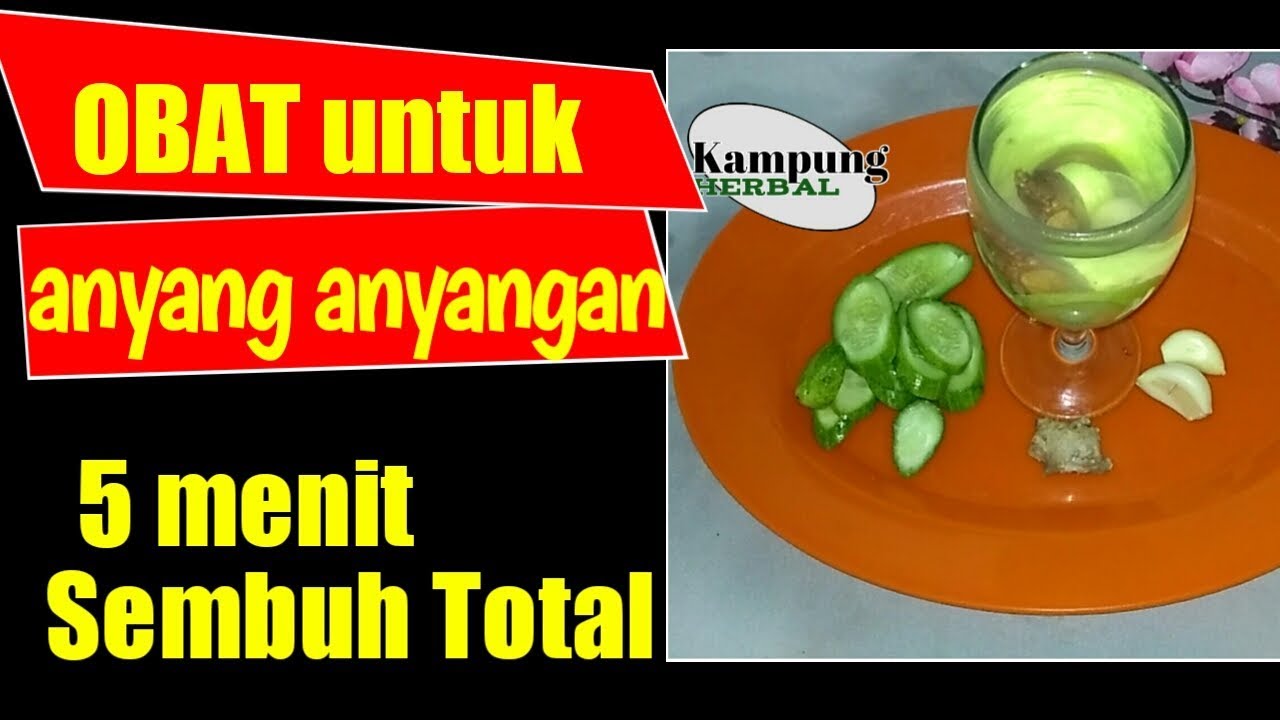 CARA MENGATASI ANYANG ANYANGAN DENGAN CEPAT DAN AMAN || Kampung herbal