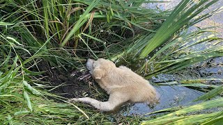 Paralyzed dog desperately tries to crawl ashore, he didn't want it to end like this