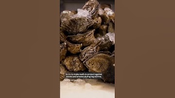 New Jersey creates reefs from recycled oyster shells