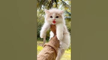 Kitten meowing 😻 | Cat sound | Cat video | Cat Voice | Cat | Persian cat sound | Persian Cat | Cats