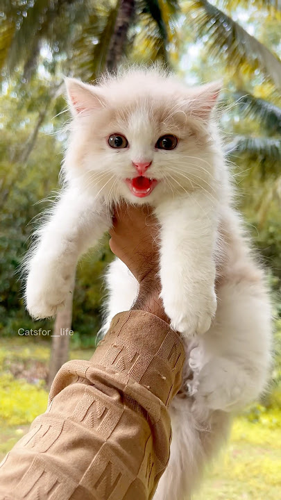 Kitten meowing 😻 | Cat sound | Cat video | Cat Voice | Cat | Persian cat sound | Persian Cat | Cats