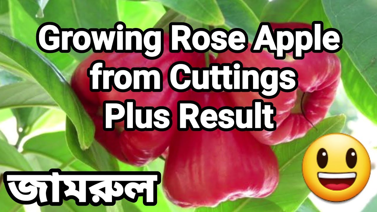 How To Grow Rose Apple Cutting In UK & Result Part1JamrulWaxApple