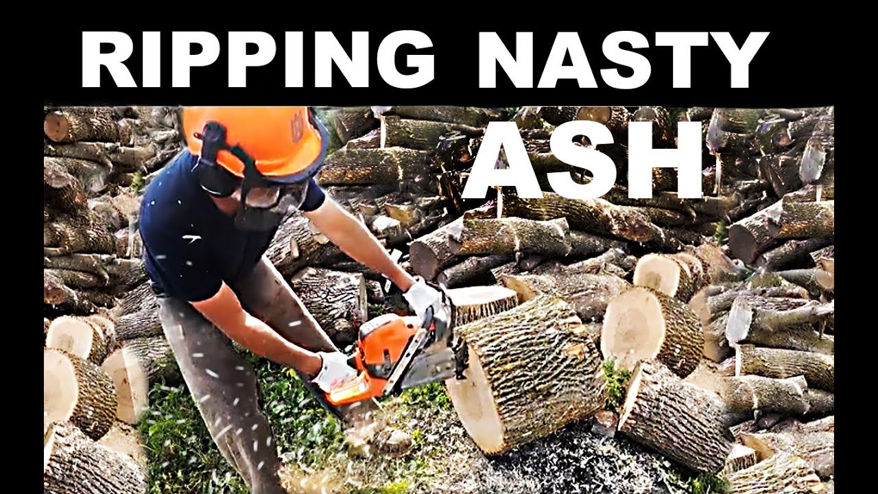 Husqvarna 592 XP ripping NASTY ASH logs for Firewood. - YouTube