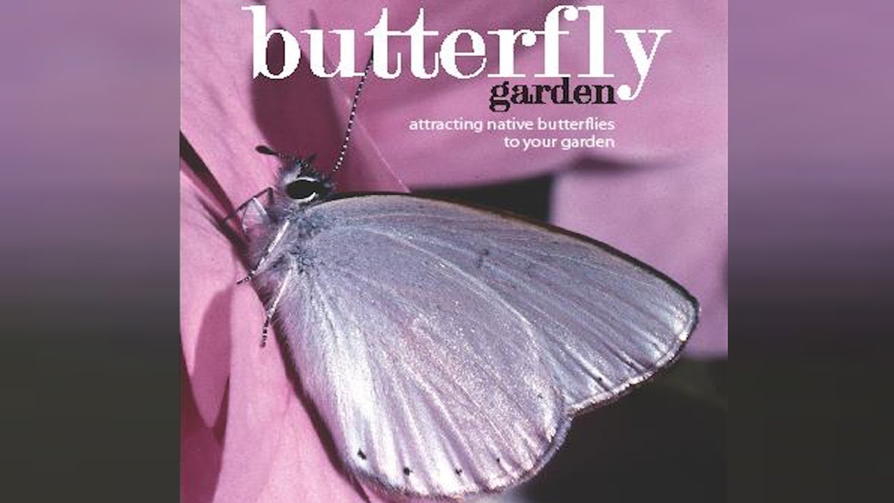 How to attract native butterflies to your garden! - YouTube
