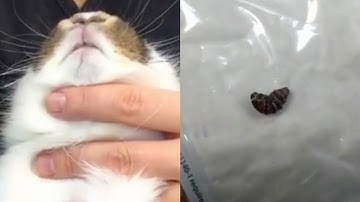 Botfly Removal from Rabbit, Bunny