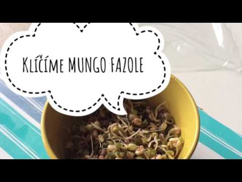 Video: Jak Chutné Jídlo Můžete Udělat Z Fazole Mungo