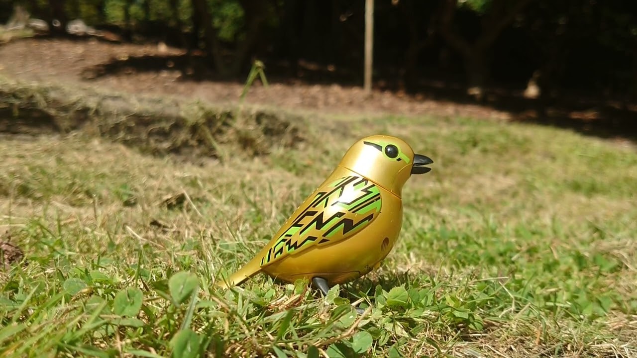 DigiBird singing at Windsor Great Park.