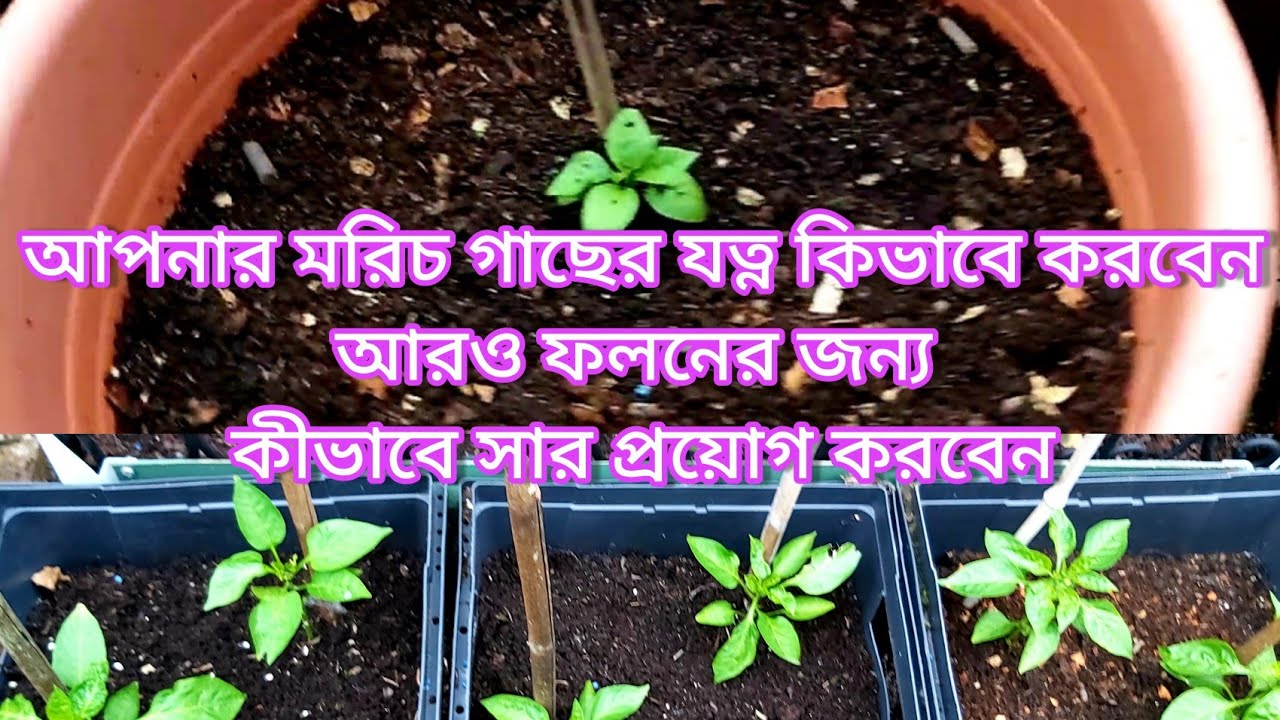 How To Look After A Chilli Plant