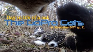 Cat with GoPro : cats arguing over territory : Ep 71