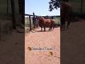 mais uma tropa ,colorado e 7 ouro#viralshorts #viral #viralvideo #cavalo #pecuarista #criollo #agro