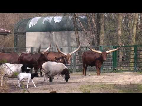 Kühe in Stahnsdorf verkaufen: Finden Sie Ihre perfekte Milchkuh!