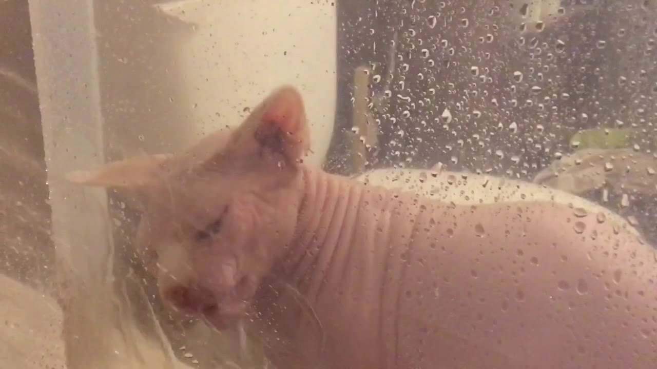 Sphynx Cat vs. Shower Curtain