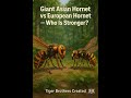 Giant Asian Hornet vs European Hornet 🐝 | Who Is Stronger? | Kids Science Comparison