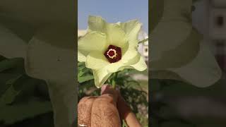#nature # Bhindi ka phool #ytshorts#viral