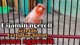 Pancing kenari yg cuma ngeriwik saja Berbulan-bulan