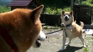 【柴犬ラン】 スライドショー