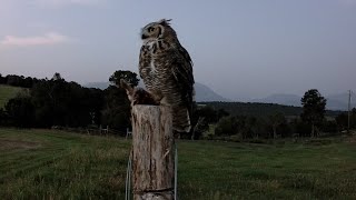 Owl Eating a Rabbit