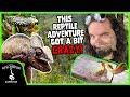 Madagascar is the perfect place to go crazy for reptiles