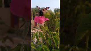 #telugusongs balu chatra gare songs  beautify flower