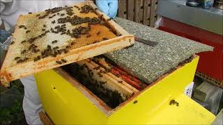 Ruche trop lourde comment agrandir le couvain enlever des cadres de miel pour mettre des cires neuve