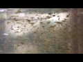 最高のコレクション 金魚 稚魚 飼育 402536-金魚 稚魚 飼育方法