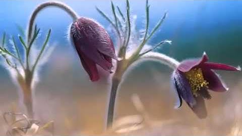 اسمع بقلبكـ سوره الكهف    يوسف أبكر؛؛
