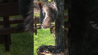 Full cat TV video link above!🦜#shorts #cattv #nature #squirrel #animals