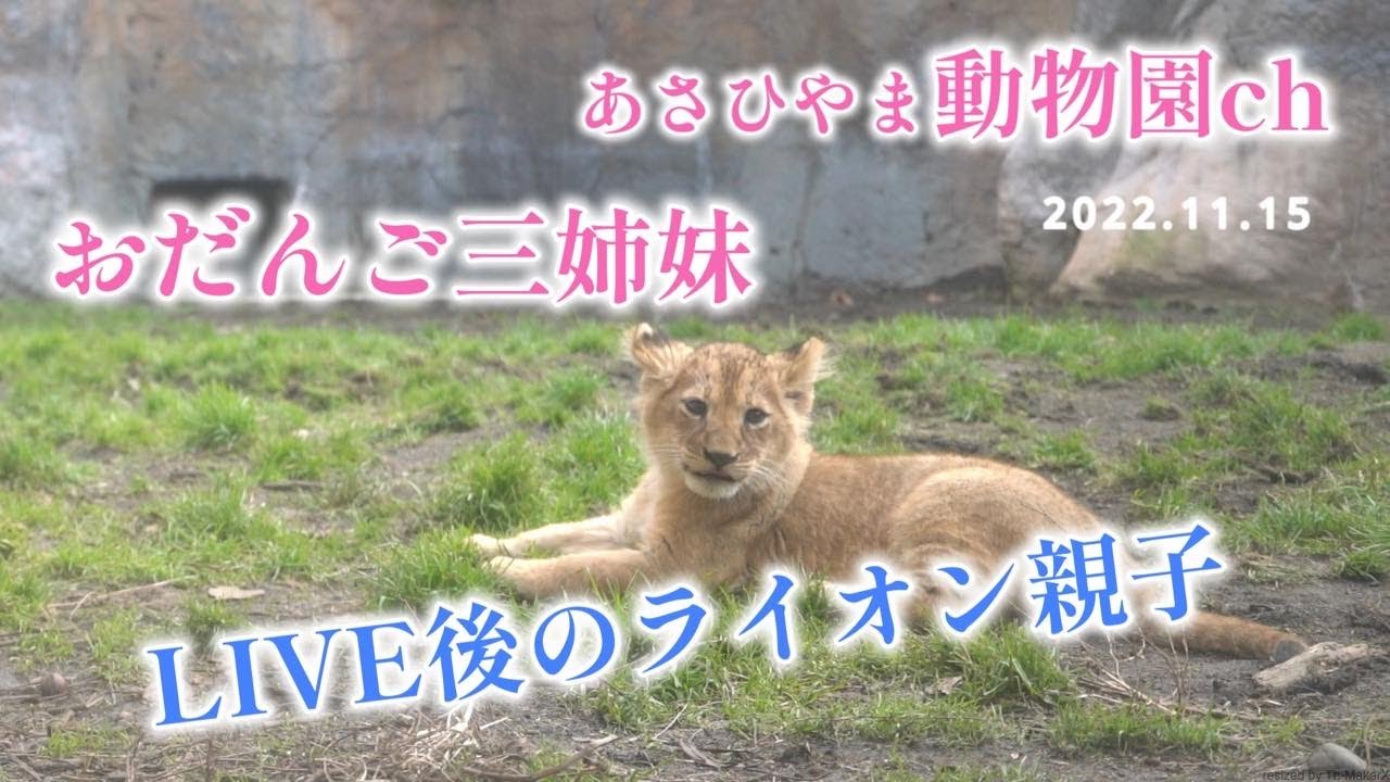 ライオン親子LIVE後！「おだんご三姉妹その後」美しきライオンの子ども